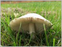 Seidiger Egerlingsschirmling1